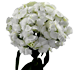 گل قرنفل ویسگون